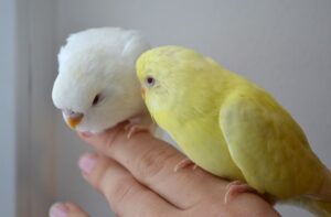 Albino and Lutino Parrotlets