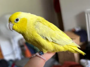 American Yellow Parrotlet