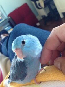 Blue Parrotlet