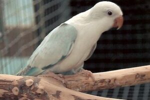Cinnamon Quaker Parrot