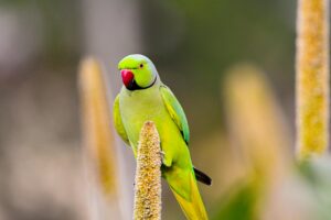 Indian Ringneck Parrot