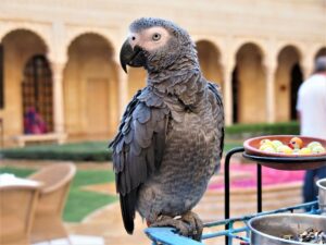 Timneh African Grey Parrot