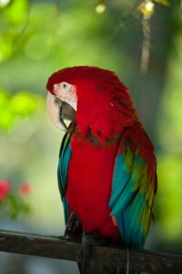 Scarlet Macaw