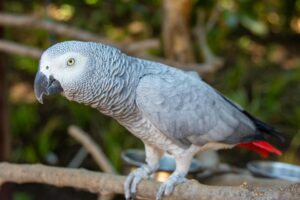 Congo African Grey Parrot