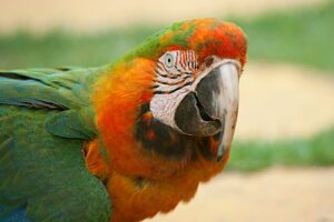 Green-Winged Macaw