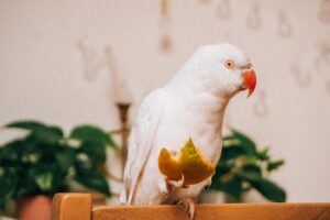 Albino Ringneck Parrot