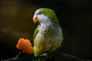 Green Quaker Parrot