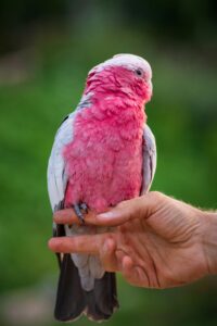 Rose-Breasted (Galah) Cockatoo Parrots