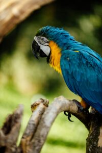 Blue and Gold Macaw parrots
