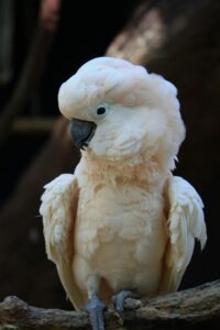 Moluccan Cockatoo Parrots