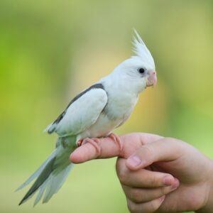 Cinnamon Cockatiel Parrots