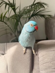 Blue Ringneck Parrot