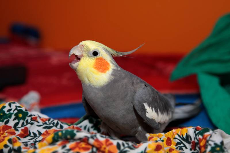 COCKATIEL