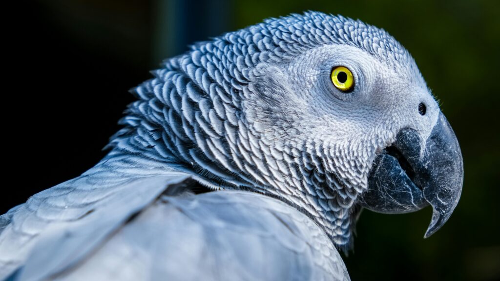 african grey