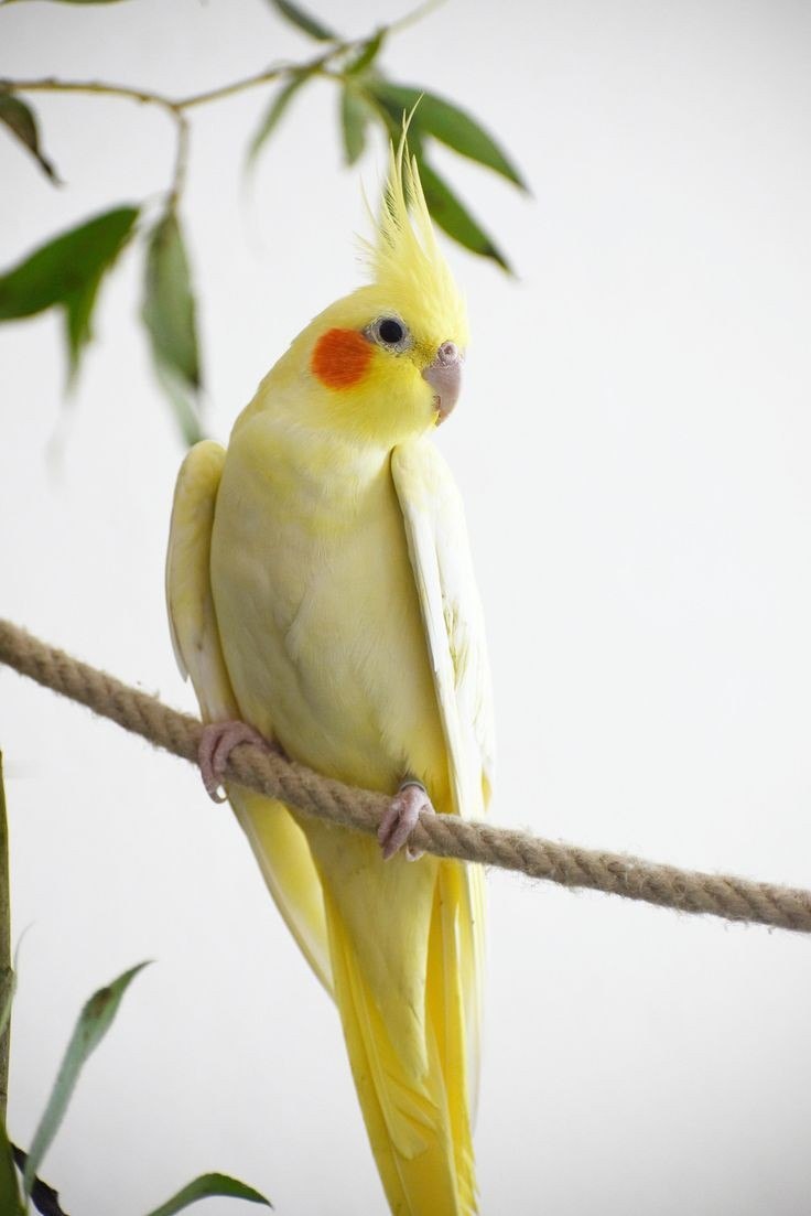 COCKATIEL
