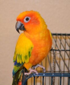 Sun conure