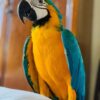 Blue and Gold Macaw parrot Peanut