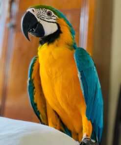 Blue and Gold Macaw parrot Peanut