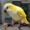 Yellow quaker parrot Lola