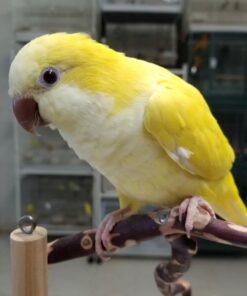Yellow quaker parrot Lola