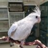 Cockatiel Karl