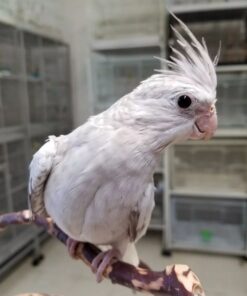 Alternative view of Karl