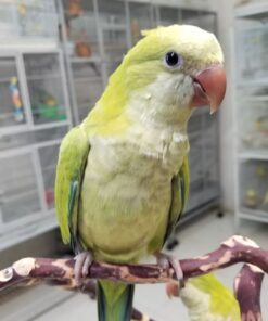 Alternative view of Willow