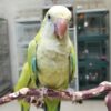 quaker parrot Willow