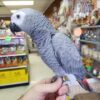 African Grey parrot Raven