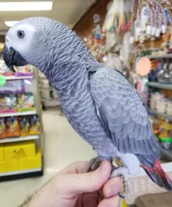 African Grey parrot Raven