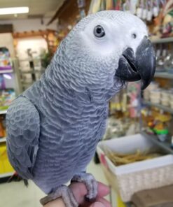 Alternative view of Raven