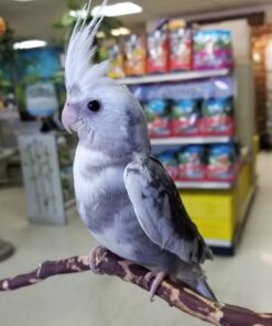 Alternative view of Molly