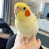 Cloe our Cockatiel Parrot