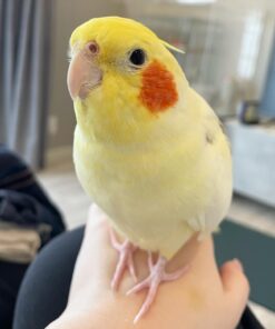 Cloe our Cockatiel Parrot