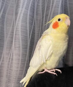 Alternative view of Cloe