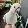 white cokatoo Ollie