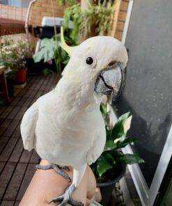 white cokatoo Ollie