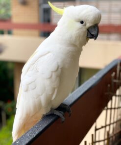 Alternative view of Ollie