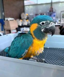 Alternative view of Ava