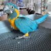 blue and gold macaw ava