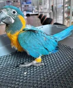 blue and gold macaw ava
