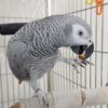 African Grey Sully