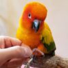 Sun Conure Michi