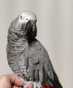 Alternative view of Ringo