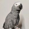 Buy Ringo African Grey Parrot