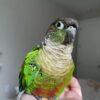 Sun Conure Jack