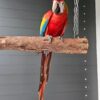 Scarlet Macaw Cookie