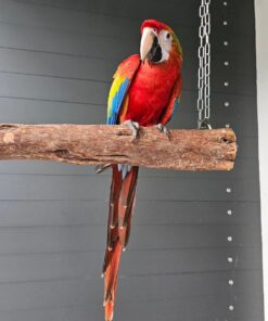 Scarlet Macaw Cookie