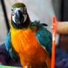 macaw parrot Jackson