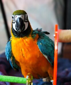 macaw parrot Jackson